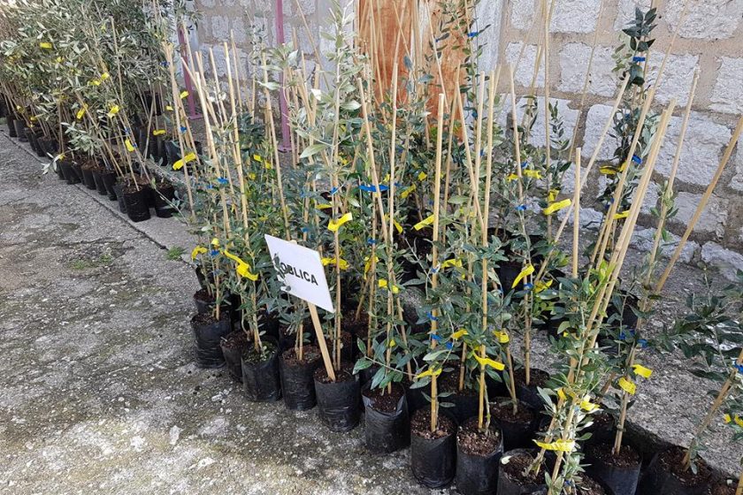 Rotary club Dubrovnik dijelio sadnice maslina